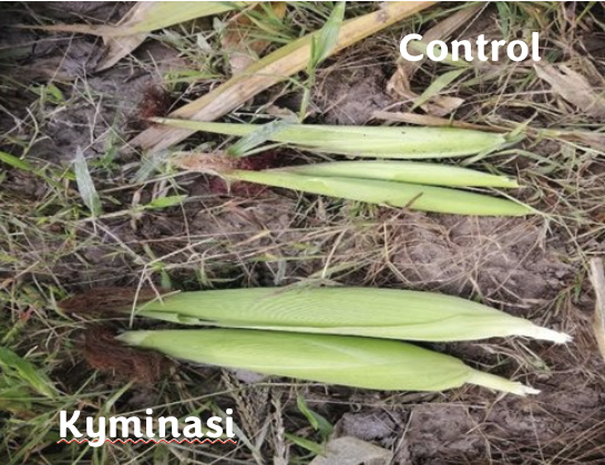 Corn grain quality comparison — Kyminasi Crop Booster vs. control, UFPS Ocaña, Colombia