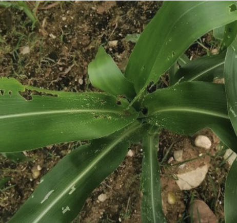 Corn field trial at Universidad Francisco de Paula Santander–Ocaña, Colombia — Kyminasi Crop Booster vs. control