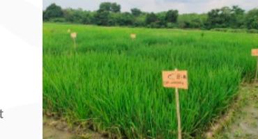 Rice Trial — Ivory Coast 2023
