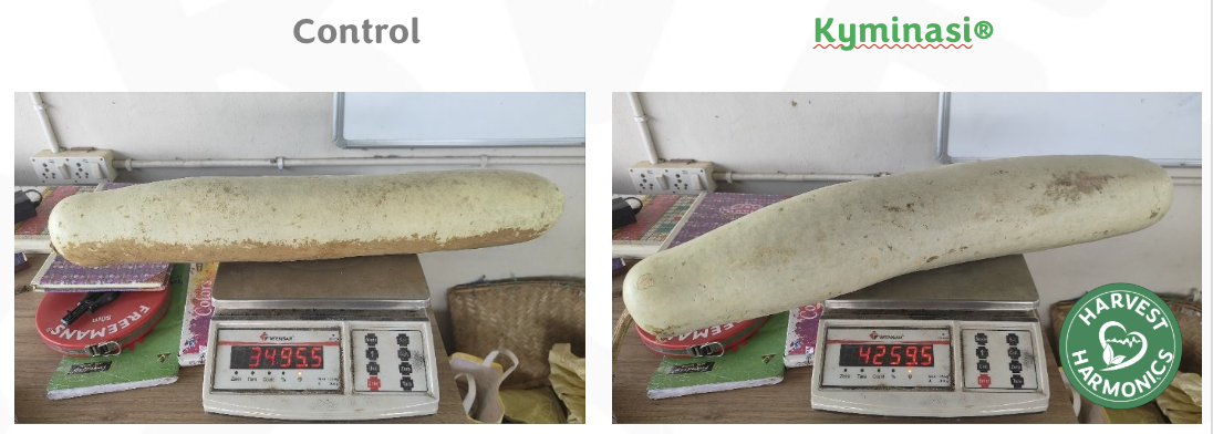 Bottle Gourd field trial — Kyminasi Crop Booster results, Centurion University India